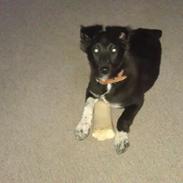 Border collie Trunte