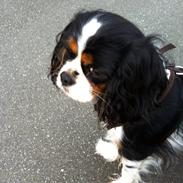 Cavalier king charles spaniel Trille