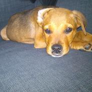 Blanding af racer Chuck