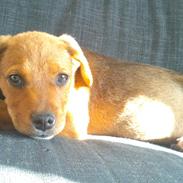 Blanding af racer Chuck