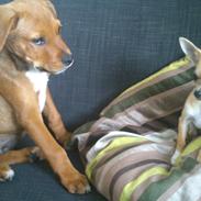 Blanding af racer Chuck