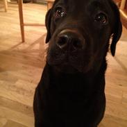 Labrador retriever Smilla
