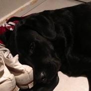Labrador retriever Smilla