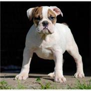 Olde english bulldogge Dennis