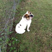 Olde english bulldogge Dennis