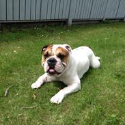 Olde english bulldogge Dennis