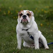 Olde english bulldogge Dennis