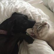 Blanding af racer Emma