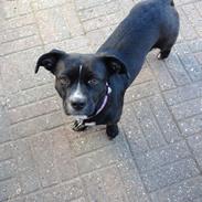 Blanding af racer Emma