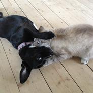 Blanding af racer Emma