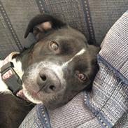 Blanding af racer Emma