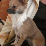 Chihuahua Rhodana's Sita