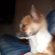 Chihuahua Rhodana's Sita