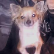 Chihuahua Rhodana's Sita