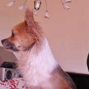 Chihuahua Rhodana's Sita