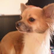 Chihuahua Rhodana's Sita