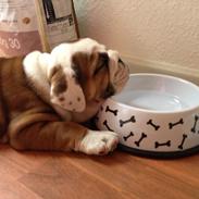 Engelsk bulldog Missy