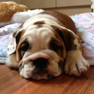 Engelsk bulldog Missy