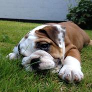 Engelsk bulldog Missy