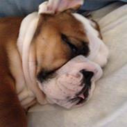 Engelsk bulldog Missy