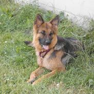 Schæferhund Houen Medina (Bina)