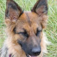 Schæferhund Houen Medina (Bina)