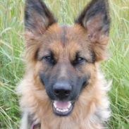 Schæferhund Houen Medina (Bina)