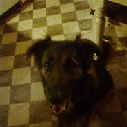 Blanding af racer Laban!<3 (R.I.P)