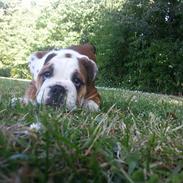 Engelsk bulldog Missy