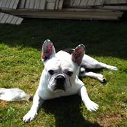 Fransk bulldog Blow