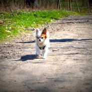 Chihuahua Birkedals Mickey R.I.P