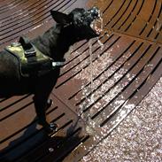 Blanding af racer Flap Jack (Jack)