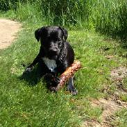 Blanding af racer Flap Jack (Jack)