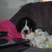 Blanding af racer Cora