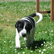 Blanding af racer Cora