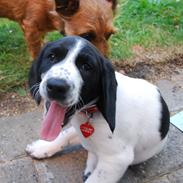 Blanding af racer Cora