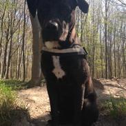 Blanding af racer Flap Jack (Jack)