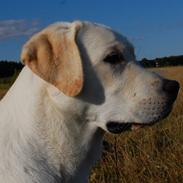 Labrador retriever Juelsgaard`s Fortitudo