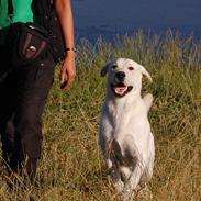 Labrador retriever Juelsgaard`s Fortitudo