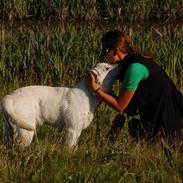 Labrador retriever Juelsgaard`s Fortitudo