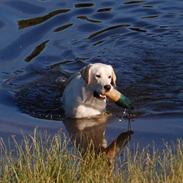 Labrador retriever Juelsgaard`s Fortitudo