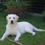 Labrador retriever Juelsgaard`s Fortitudo