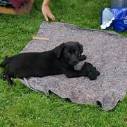 Labrador retriever Andy