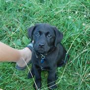 Labrador retriever Andy
