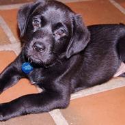 Labrador retriever Andy