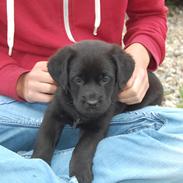 Labrador retriever Andy