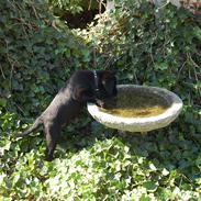 Labrador retriever Andy