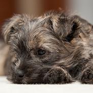 Cairn terrier Citta