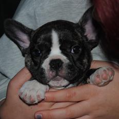 Fransk bulldog Chino