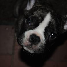 Fransk bulldog Chino